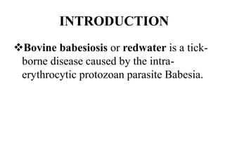 INTRODUCTION
Bovine babesiosis or redwater is a tick-
borne disease caused by the intra-
erythrocytic protozoan parasite Babesia.
 