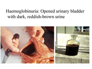 Haemoglobinuria: Opened urinary bladder
with dark, reddish-brown urine
 