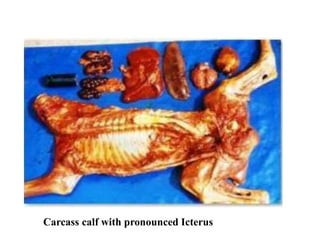 Carcass calf with pronounced Icterus
 