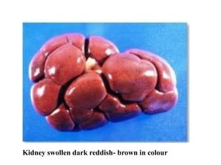 Kidney swollen dark reddish- brown in colour
 