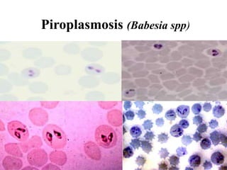 Piroplasmosis (Babesia spp)
 