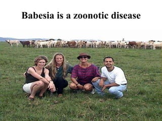 Babesia is a zoonotic disease
 