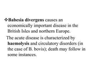 Babesia divergens causes an
economically important disease in the
British Isles and northern Europe.
The acute disease is characterized by
haemolysis and circulatory disorders (in
the case of B. bovis); death may follow in
some instances.
 