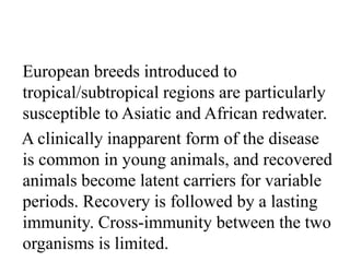 European breeds introduced to
tropical/subtropical regions are particularly
susceptible to Asiatic and African redwater.
A clinically inapparent form of the disease
is common in young animals, and recovered
animals become latent carriers for variable
periods. Recovery is followed by a lasting
immunity. Cross-immunity between the two
organisms is limited.
 