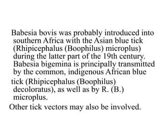 Babesia bovis was probably introduced into
southern Africa with the Asian blue tick
(Rhipicephalus (Boophilus) microplus)
during the latter part of the 19th century.
Babesia bigemina is principally transmitted
by the common, indigenous African blue
tick (Rhipicephalus (Boophilus)
decoloratus), as well as by R. (B.)
microplus.
Other tick vectors may also be involved.
 