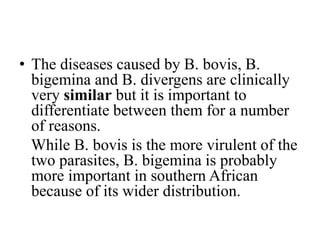 • The diseases caused by B. bovis, B.
bigemina and B. divergens are clinically
very similar but it is important to
differentiate between them for a number
of reasons.
While B. bovis is the more virulent of the
two parasites, B. bigemina is probably
more important in southern African
because of its wider distribution.
 
