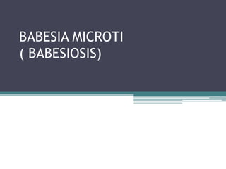 BABESIA MICROTI
( BABESIOSIS)
 