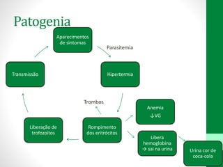 Patogenia
Aparecimentos
de sintomas
Hipertermia
Rompimento
dos eritrócitos
Liberação de
trofozoítos
Transmissão
Libera
hemoglobina
→ sai na urina
Anemia
↓VG
Urina cor de
coca-cola
Parasitemia
Trombos
 