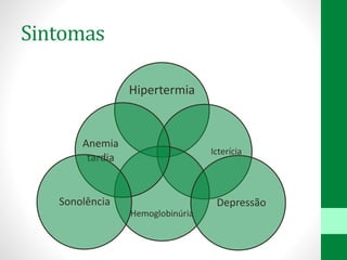 Sintomas
Hipertermia
Icterícia
Hemoglobinúria
Anemia
tardia
DepressãoSonolência
 