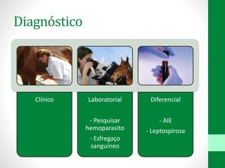Diagnóstico
Clínico Laboratorial
- Pesquisar
hemoparasito
- Esfregaço
sanguíneo
Diferencial
- AIE
- Leptospirose
 
