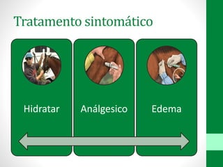 Tratamento sintomático
Hidratar Análgesico Edema
 