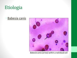 Etiologia
• Babesia canis
 