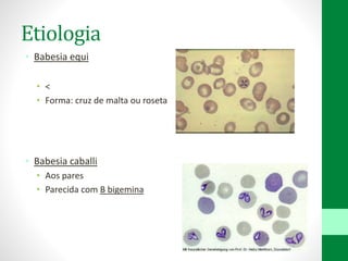 Etiologia
• Babesia equi
• <
• Forma: cruz de malta ou roseta
• Babesia caballi
• Aos pares
• Parecida com B bigemina
 