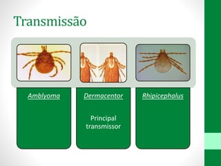 Transmissão
Amblyoma Dermacentor
Principal
transmissor
Rhipicephalus
 