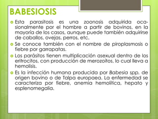 BABESIOSIS
   Esta parasitosis es una zoonosis adquirida oca-
    sionalmente por el hombre a partir de bovinos, en la
    mayoría de los casos, aunque puede también adquirirse
    de caballos, ovejas, perros, etc.
   Se conoce también con el nombre de piroplasmosis o
    fiebre por garrapatas.
   Los parásitos tienen multiplicación asexual dentro de los
    eritrocitos, con producción de merozoítos, lo cual lleva a
    hemolisis.
   Es la infección humana producida por Babesia spp. de
    origen bovino o de Talpa europaea. La enfermedad se
    caracteriza por fiebre, anemia hemolítica, hepato y
    esplenomegalia.
 