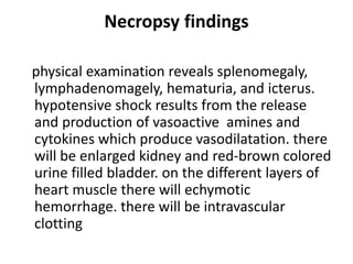 Necropsy findings
physical examination reveals splenomegaly,
lymphadenomagely, hematuria, and icterus.
hypotensive shock results from the release
and production of vasoactive amines and
cytokines which produce vasodilatation. there
will be enlarged kidney and red-brown colored
urine filled bladder. on the different layers of
heart muscle there will echymotic
hemorrhage. there will be intravascular
clotting
 