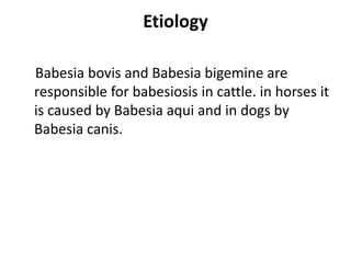 Etiology
Babesia bovis and Babesia bigemine are
responsible for babesiosis in cattle. in horses it
is caused by Babesia aqui and in dogs by
Babesia canis.
 