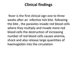 Clinical findings
fever is the first clinical sign one to three
weeks after an infective tick bite. following
the bite , the parasites invade red blood cells
where they multiply and invade more red
blood cells the destruction of increasing
number of red blood cells causes anemia,
shock and also release large quantities of
haemoglobin into the circulation
 