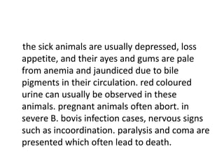 the sick animals are usually depressed, loss
appetite, and their ayes and gums are pale
from anemia and jaundiced due to bile
pigments in their circulation. red coloured
urine can usually be observed in these
animals. pregnant animals often abort. in
severe B. bovis infection cases, nervous signs
such as incoordination. paralysis and coma are
presented which often lead to death.
 