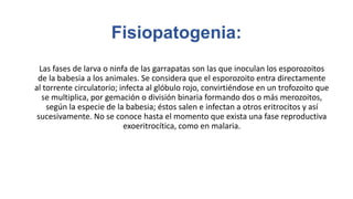 Fisiopatogenia:
Las fases de larva o ninfa de las garrapatas son las que inoculan los esporozoitos
de la babesia a los animales. Se considera que el esporozoito entra directamente
al torrente circulatorio; infecta al glóbulo rojo, convirtiéndose en un trofozoito que
se multiplica, por gemación o división binaria formando dos o más merozoitos,
según la especie de la babesia; éstos salen e infectan a otros eritrocitos y así
sucesivamente. No se conoce hasta el momento que exista una fase reproductiva
exoeritrocítica, como en malaria.
 