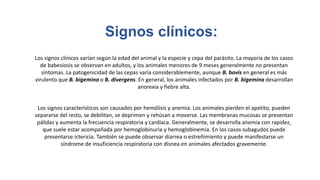 Signos clínicos:
Los signos clínicos varían según la edad del animal y la especie y cepa del parásito. La mayoría de los casos
de babesiosis se observan en adultos, y los animales menores de 9 meses generalmente no presentan
síntomas. La patogenicidad de las cepas varía considerablemente, aunque B. bovis en general es más
virulento que B. bigemina o B. divergens. En general, los animales infectados por B. bigemina desarrollan
anorexia y fiebre alta.
Los signos característicos son causados por hemólisis y anemia. Los animales pierden el apetito, pueden
separarse del resto, se debilitan, se deprimen y rehúsan a moverse. Las membranas mucosas se presentan
pálidas y aumenta la frecuencia respiratoria y cardíaca. Generalmente, se desarrolla anemia con rapidez,
que suele estar acompañada por hemoglobinuria y hemoglobinemia. En los casos subagudos puede
presentarse ictericia. También se puede observar diarrea o estreñimiento y puede manifestarse un
síndrome de insuficiencia respiratoria con disnea en animales afectados gravemente.
 