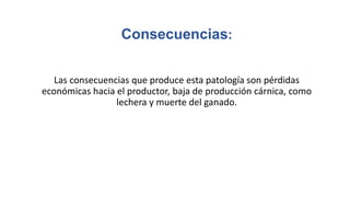 Consecuencias:
Las consecuencias que produce esta patología son pérdidas
económicas hacia el productor, baja de producción cárnica, como
lechera y muerte del ganado.
 