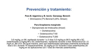 Prevención y tratamiento:
Para B. bigemina y B. bovis: Ganaseg- Berenil:
• Diminazene (7% Beronal 5,25%- Atrisan)
Para Anaplasma marginale:
• Dipropionado de Imidocarbo (Imizol)
• Clortetraciclina
• Oxitetraciclina T-50
• Oxitetraciclina T-200
3-5 mg/kg. pv IM, repitiendo durante 1 a 3 días 3,5 mg/kg pv IM 5 mg/kg IM o SC
(esterilizante) 5 mg/kg IM o SC (esterilizante), repitiendo durante 3 días Tetraciclina 6,6 -11
mg/k pv. IM o EV. De igual manera, pero son esterilizantes aplicadas oralmente durante 60
días o EV, durante 14 respectivamente. 22 mg/kg pv EV durante 5 días (esterilizante) 20
mg/kg en do aplicaciones con 7 días de intervalo (esterilizante).
 