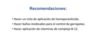 Recomendaciones:
• Hacer un ciclo de aplicación de hemoparasiticida.
• Hacer baños medicados para el control de garrapatas.
• Hacer aplicación de vitaminas de complejo B-12.
 