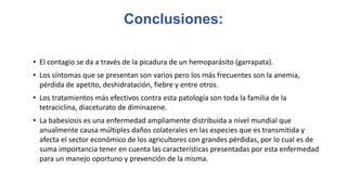 Conclusiones:
• El contagio se da a través de la picadura de un hemoparásito (garrapata).
• Los síntomas que se presentan son varios pero los más frecuentes son la anemia,
pérdida de apetito, deshidratación, fiebre y entre otros.
• Los tratamientos más efectivos contra esta patología son toda la familia de la
tetraciclina, diaceturato de diminazene.
• La babesiosis es una enfermedad ampliamente distribuida a nivel mundial que
anualmente causa múltiples daños colaterales en las especies que es transmitida y
afecta el sector económico de los agricultores con grandes pérdidas, por lo cual es de
suma importancia tener en cuenta las características presentadas por esta enfermedad
para un manejo oportuno y prevención de la misma.
 
