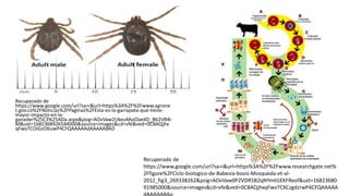 Recuperado de
https://www.google.com/url?sa=i&url=https%3A%2F%2Fwww.agrone
t.gov.co%2FNoticias%2FPaginas%2FEsta-es-la-garrapata-que-tiene-
mayor-impacto-en-la-
ganader%25C3%25ADa.aspx&psig=AOvVaw2UkeuMyiOae4D_Bb2VB4r
M&ust=1682368926544000&source=images&cd=vfe&ved=0CBAQjhx
qFwoTCOiGzObuwP4CFQAAAAAdAAAAABAD
Recuperado de
https://www.google.com/url?sa=i&url=https%3A%2F%2Fwww.researchgate.net%
2Ffigure%2FCiclo-biologico-de-Babesia-bovis-Mosqueda-et-al-
2012_fig3_269338262&psig=AOvVaw0P2VDR5B2qNYmtGEKFReof&ust=16823680
91985000&source=images&cd=vfe&ved=0CBAQjhxqFwoTCKCzgdzrwP4CFQAAAAA
 
