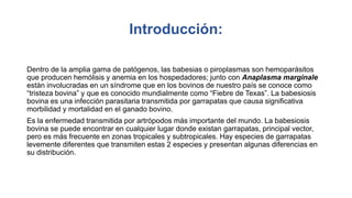 Introducción:
Dentro de la amplia gama de patógenos, las babesias o piroplasmas son hemoparásitos
que producen hemólisis y anemia en los hospedadores; junto con Anaplasma marginale
están involucradas en un síndrome que en los bovinos de nuestro país se conoce como
“tristeza bovina” y que es conocido mundialmente como “Fiebre de Texas”. La babesiosis
bovina es una infección parasitaria transmitida por garrapatas que causa significativa
morbilidad y mortalidad en el ganado bovino.
Es la enfermedad transmitida por artrópodos más importante del mundo. La babesiosis
bovina se puede encontrar en cualquier lugar donde existan garrapatas, principal vector,
pero es más frecuente en zonas tropicales y subtropicales. Hay especies de garrapatas
levemente diferentes que transmiten estas 2 especies y presentan algunas diferencias en
su distribución.
 