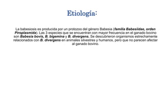 Etiología:
La babesiosis es producida por un protozoo del género Babesia (familia Babesiidae, orden
Piroplasmida). Las 3 especies que se encuentran con mayor frecuencia en el ganado bovino
son Babesia bovis, B. bigemina y B. divergens. Se descubrieron organismos estrechamente
relacionados con B. divergens en animales silvestres y humanos, pero que no parecen afectar
al ganado bovino.
 