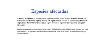 Especies afectadas:
B. bovis y B. bigemina se encuentran en el ganado bovino, búfalo de agua (Bubalus bubalis) y al
búfalo africano (Syncerus caffer). B. bovis y B. bigemina en el venado de cola blanca (Odocoileus
virginianus). Babesia divergens produce signos clínicos en el ganado bovino y renos (Rangifer
tarandus).
Los humanos esplenectomizados y los primates (incluido el chimpancé y el mono Rhesus) son muy
susceptibles a B. divergens y se enferman gravemente, pero los primates no esplenectomizados
son resistentes.
 