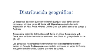 Distribución geográfica:
La babesiosis bovina se puede encontrar en cualquier lugar donde existan
garrapatas, principal vector. B. bovis y B. bigemina son particularmente
importantes en Asia, África, América Central y del Sur, partes del Sur de Europa y
Australia.
B. bigemina está más distribuida que B. bovis en África. B. bigemina y B.
bovis y sus vectores que anteriormente eran enzoóticos en gran parte del sur de
EE. UU.
Las garrapatas responsables de la transmisión de la babesiosis bovina no
existen en Canadá. B. divergens es un parásito importante en partes de Europa,
incluyendo al Reino Unido, España y el norte de Europa.
 