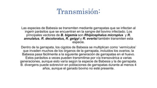 Transmisión:
Las especies de Babesia se transmiten mediante garrapatas que se infectan al
ingerir parásitos que se encuentran en la sangre del bovino infectado. Los
principales vectores de B. bigemia son Rhipicephalus microplus y R.
annulatus. R. decoloratus, R. geigyi y R. evertsi también transmiten esta
especie.
Dentro de la garrapata, los cigotos de Babesia se multiplican como ‘vermículos’
que invaden muchos de los órganos de la garrapata, incluidos los ovarios; la
Babesia pasa fácilmente a la siguiente generación de garrapatas en el huevo.
Estos parásitos a veces pueden transmitirse por vía transovárica a varias
generaciones, aunque esto varía según la especie de Babesia y la de garrapata.
B. divergens puede sobrevivir en poblaciones de garrapatas durante al menos 4
años, aunque el ganado bovino no esté presente.
 