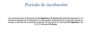 Periodo de incubación:
Los síntomas de las infecciones de B. bigemina y B. bovis generalmente aparecen 2 a 3
semanas después de la infestación con garrapatas. Después de la inoculación directa en
sangre, el período de incubación puede ser de tan sólo 4 a 5 días para B. bigemina y de
10 a 12 días para B. bovis.
 