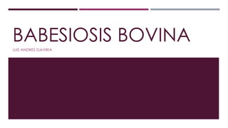 BABESIOSIS BOVINA
LUIS ANDRES GAVIRIA
 