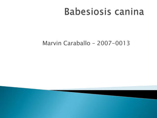 Marvin Caraballo – 2007-0013
 