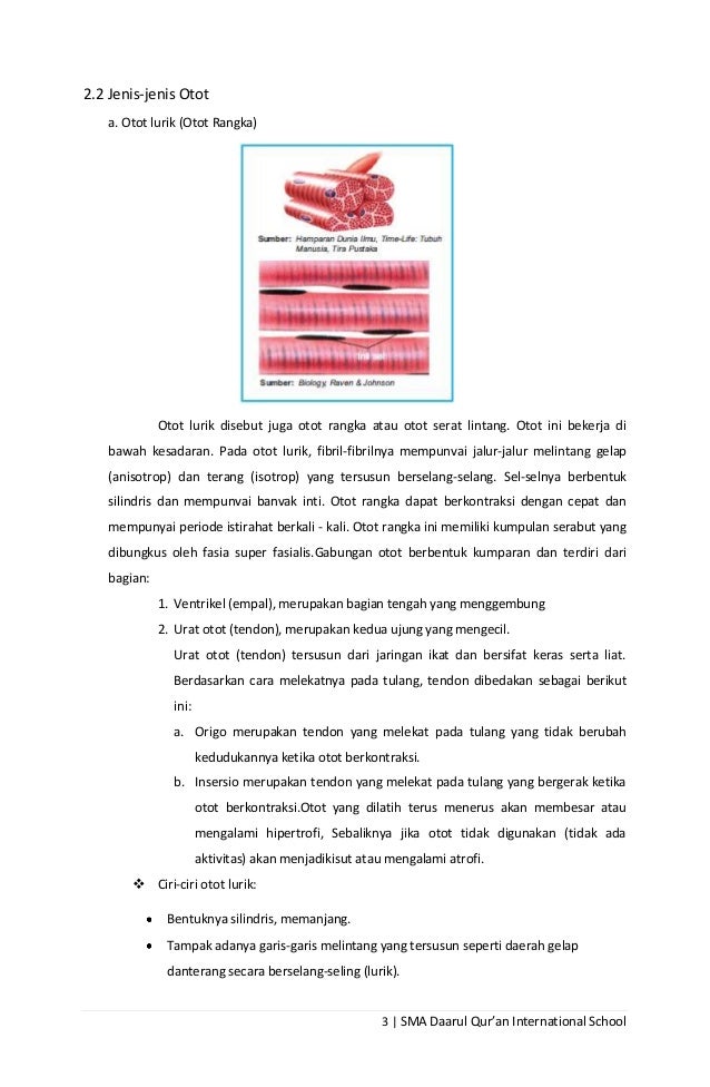 Makalah tentang Otot Manusia