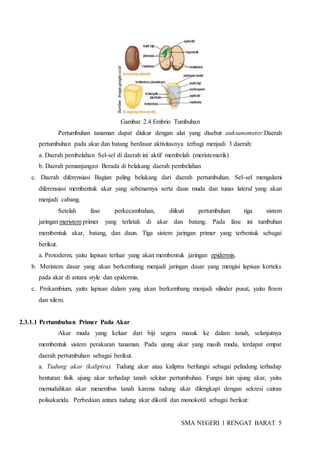 PRAKTIKUM BIOLOGI TIMUN | DOCX