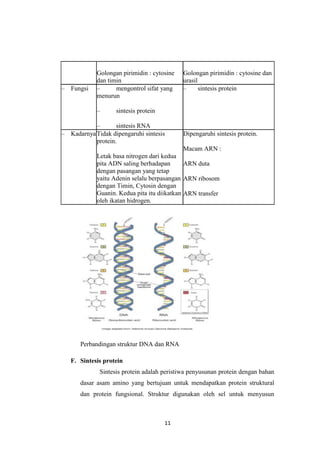 11
Golongan pirimidin : cytosine
dan timin
Golongan pirimidin : cytosine dan
urasil
– Fungsi – mengontrol sifat yang
menurun
– sintesis protein
– sintesis RNA
– sintesis protein
– KadarnyaTidak dipengaruhi sintesis
protein.
Letak basa nitrogen dari kedua
pita ADN saling berhadapan
dengan pasangan yang tetap
yaitu Adenin selalu berpasangan
dengan Timin, Cytosin dengan
Guanin. Kedua pita itu diikatkan
oleh ikatan hidrogen.
Dipengaruhi sintesis protein.
Macam ARN :
ARN duta
ARN ribosom
ARN transfer
Perbandingan struktur DNA dan RNA
F. Sintesis protein
Sintesis protein adalah peristiwa penyusunan protein dengan bahan
dasar asam amino yang bertujuan untuk mendapatkan protein struktural
dan protein fungsional. Struktur digunakan oleh sel untuk menyusun
 