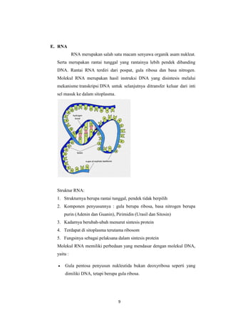 9
E. RNA
RNA merupakan salah satu macam senyawa organik asam nukleat.
Serta merupakan rantai tunggal yang rantainya lebih pendek dibanding
DNA. Rantai RNA terdiri dari pospat, gula ribosa dan basa nitrogen.
Molekul RNA merupakan hasil instruksi DNA yang disintesis melalui
mekanisme transkripsi DNA untuk selanjutnya ditransfer keluar dari inti
sel masuk ke dalam sitoplasma.
Struktur RNA:
1. Strukturnya berupa rantai tunggal, pendek tidak berpilih
2. Komponen penyusunnya : gula berupa ribosa, basa nitrogen berupa
purin (Adenin dan Guanin), Pirimidin (Urasil dan Sitosin)
3. Kadarnya berubah-ubah menurut sintesis protein
4. Terdapat di sitoplasma terutama ribosom
5. Fungsinya sebagai pelaksana dalam sintesis protein
Molekul RNA memiliki perbedaan yang mendasar dengan molekul DNA,
yaitu :
 Gula pentosa penyusun nukleutida bukan deoxyribosa seperti yang
dimiliki DNA, tetapi berupa gula ribosa.
 