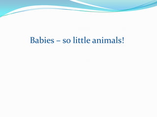 Babies – so little animals! 