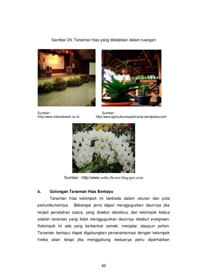 Sejumlah Tanaman Jagung Pada Sepetak Kebun Disebut - Berbagi Tanam