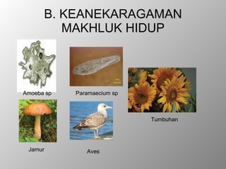 B. KEANEKARAGAMAN MAKHLUK HIDUP Amoeba sp Paramaecium sp Jamur  Aves  Tumbuhan  