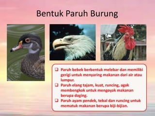 Fungsi paruh bebek yang lebar dan tipis yaitu