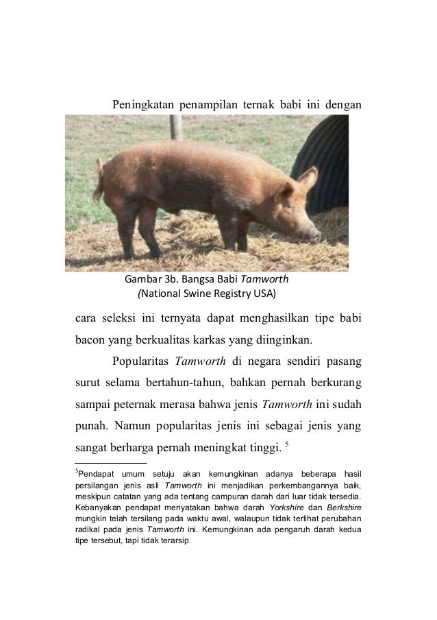 78+ Gambar Babi Tamworth Paling Keren 78+ Gambar Babi Tamworth Paling Keren