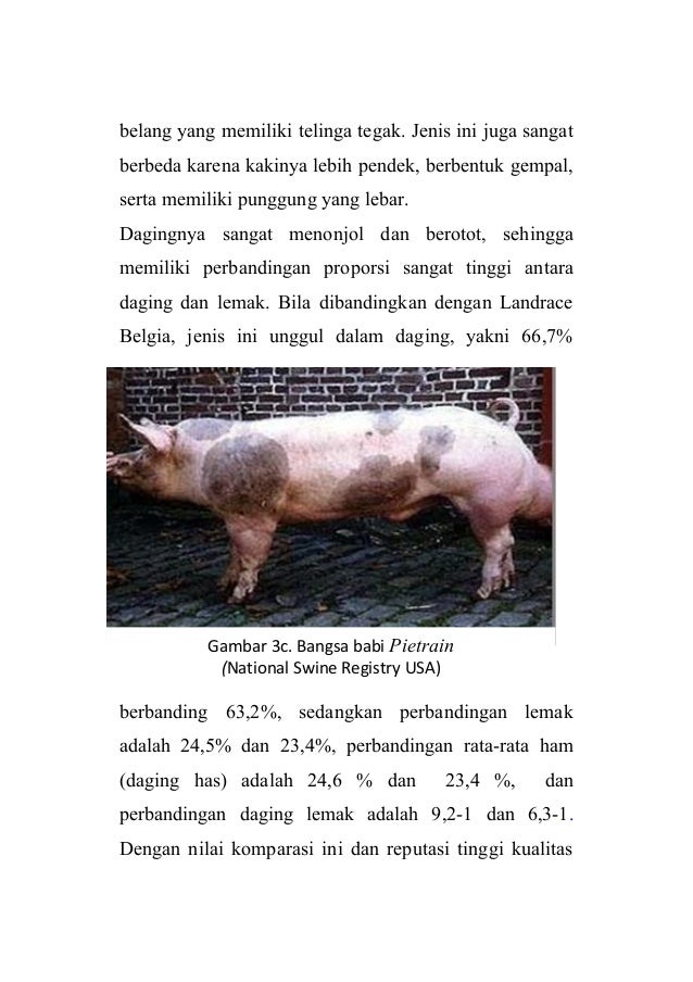 78+ Gambar Babi Tamworth Paling Keren 78+ Gambar Babi Tamworth Paling Keren