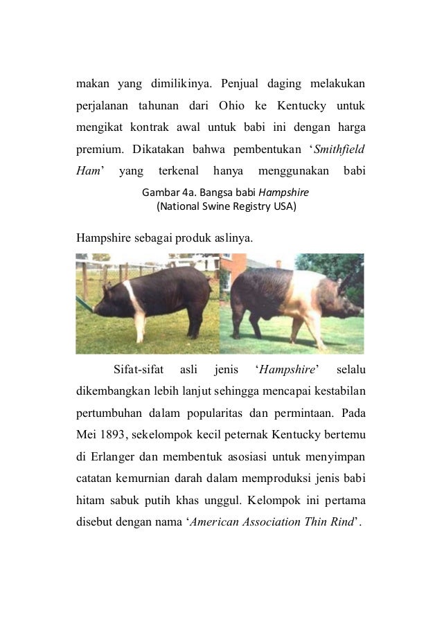 93 Gambar Babi Hampshire 93 Gambar Babi Hampshire