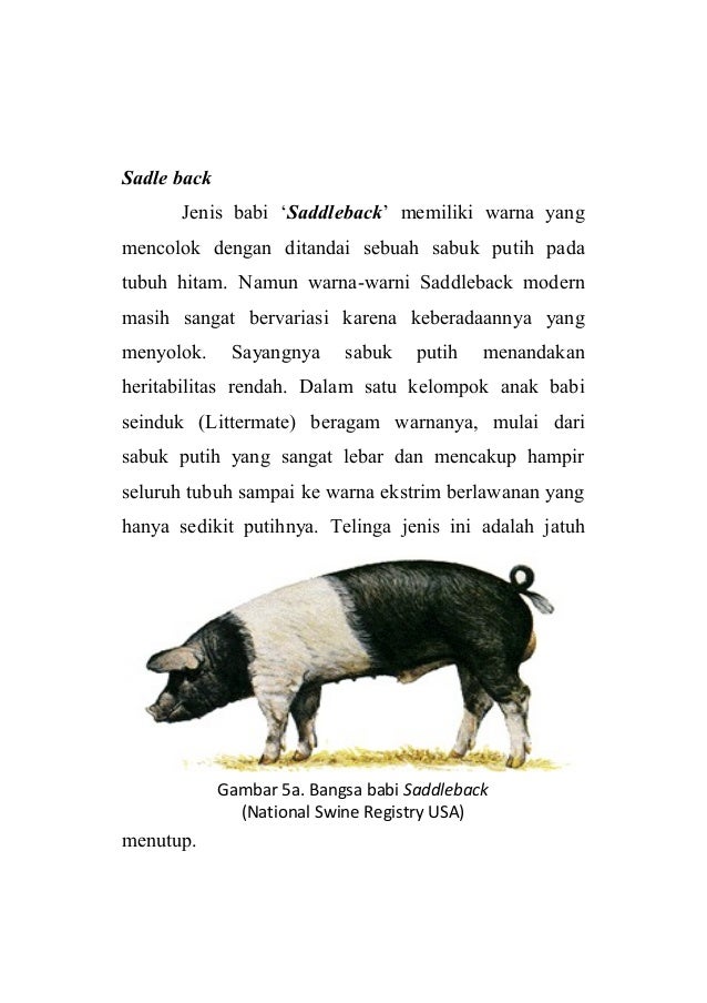 73 Gambar Babi Warna Hitam 73 Gambar Babi Warna Hitam